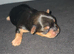 Yorkie / Biewer