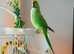 Green indian ringneck parrot