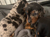 3 beautiful baby girl dash hound