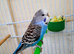 2 baby Budgie for sale