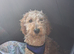 Poodle called sandy