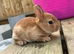 ️ Gorgeous mini Rex ️