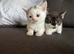 Persian cross ragdoll Ready now