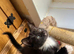 ***RAGDOLL CROSS BOY READY NOW***