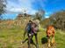 Rhodesian ridgeback cross