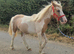 Stunning palomino and white san cler bred