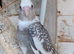 Beautiful baby cockaiel with cage