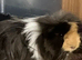 2 lovely, guinea pigs for sale