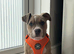 Beautiful Bully x staffy girl