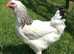 HENS....good egg layers 40+ to pick from...vaccinated.