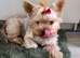 Adorable Yorkshire Terrier puppies.