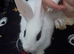 2 baby rabbits