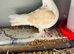 2 Fancy Pigeons
