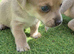 Chihuahua x jack