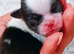 4 beautiful shihzu pups