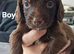 sprocker pups