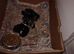 Adorable kittens ready soon
