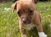 Miniature Jack Russell’s
