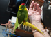 Male kakarikis
