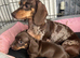 For sale chocolate 7 weeks old boy