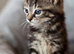 Cute kitten