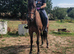 14.3/15hh thoroughbred gelding