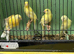 4 Young Irish Canaries