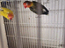 Lovebirds