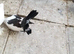 Indian and English garden fantails