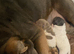 Shar pei puppies