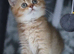 1 Left ! Sired By Champion