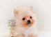 KC DNA SHORT MUZZLE MINIATURE POMERANIAN PUPPIES