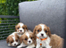 Stunning DNA tested cavalier pups