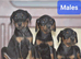 Extensively health tested dobermann pups