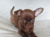 4, Tiny Stunningly Beautiful Chihuahua Boys