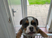Old tyme bulldog