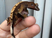 Crested gecko