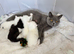 £275 BSH x MIXED BREED British Short hair kittens
