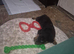 Male rottweiler