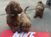 Beautiful f1b Cavapoos puppies