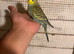 Budgies for sale