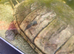 Musk turtle