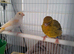 Canary's Hens and male's available