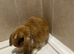 Male mini lop