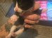 4 kittens