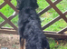 Cavalier King Charles Black and Tan boy