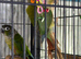 Baby green cheek conure
