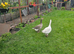 Geese