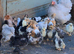 Pekin Bantam Hatching Eggs