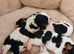 Tricolour pups 1 girl 2 boys still available